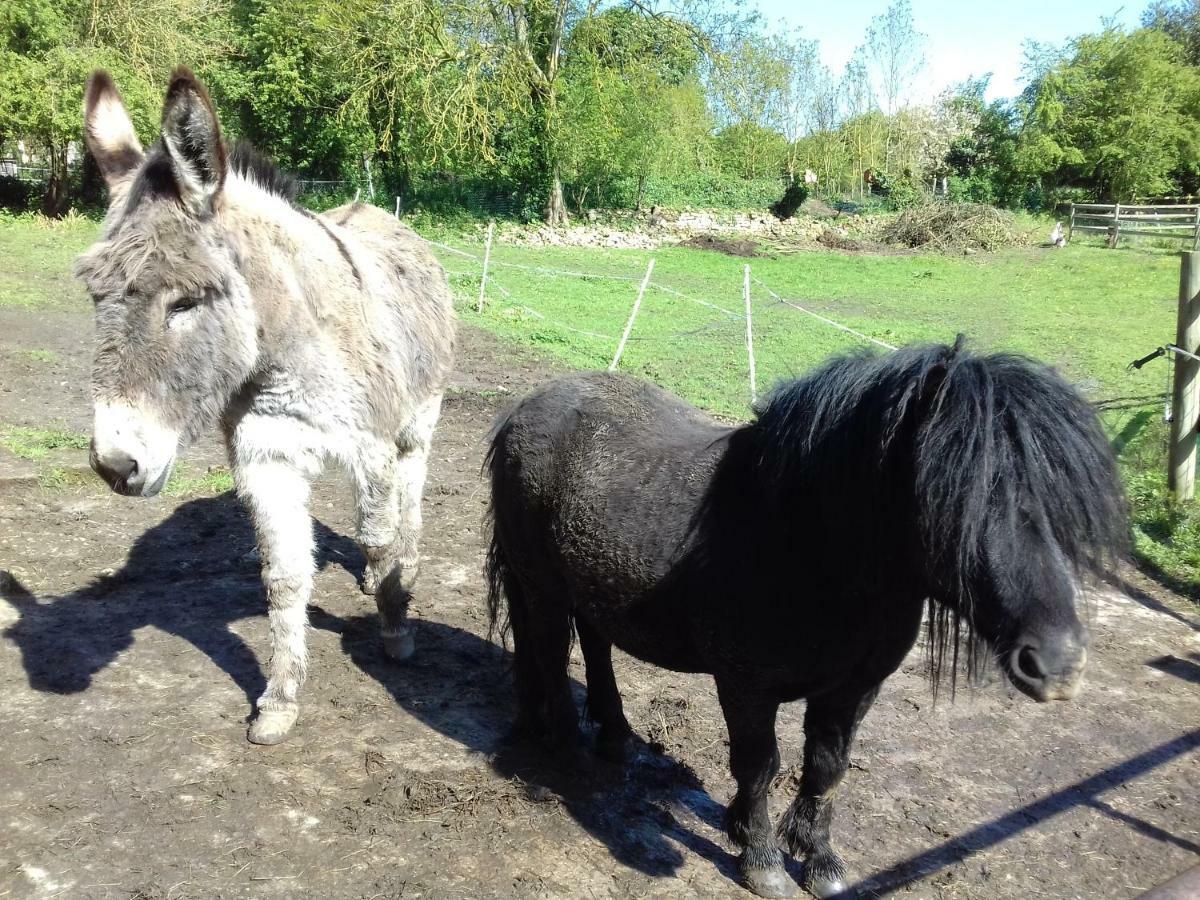 Gite Du Jardin Des Sources Vaux-sur-Seulles Esterno foto